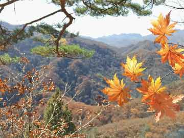 昙花一现