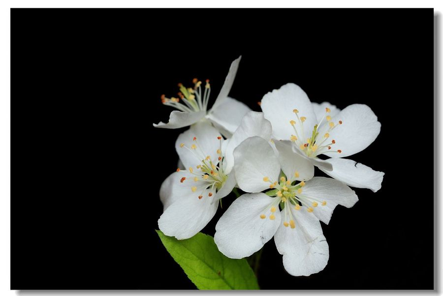 露泣梨花白如玉，最新章节及意义解析