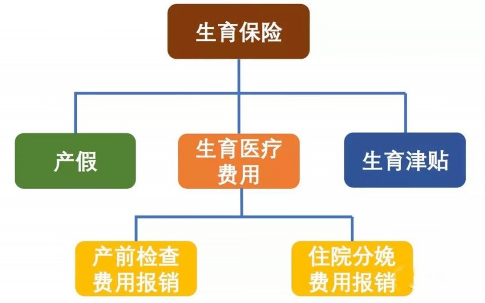 保险最新资讯，全面指南与步骤详解