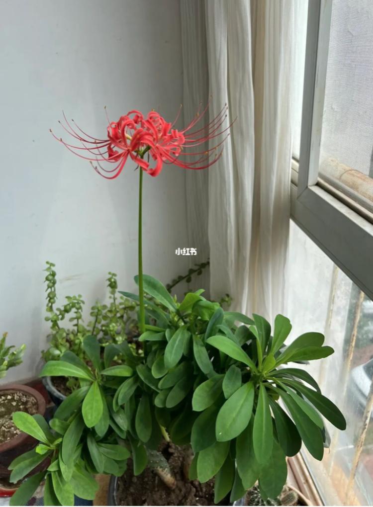 小红书分享揭秘土耳其最新局势🌍