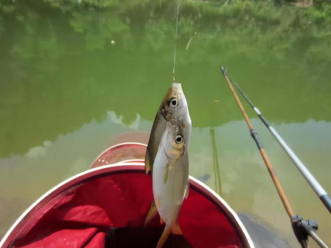 最新钓鱼饵料，掌握这些技巧，轻松成为钓鱼高手！