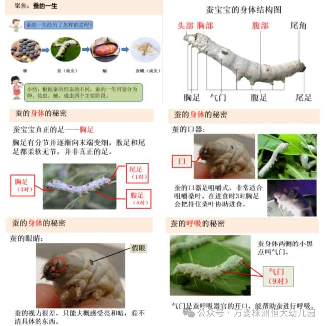 澳门龙门蚕的科学解读与防御版IHV4.49.57