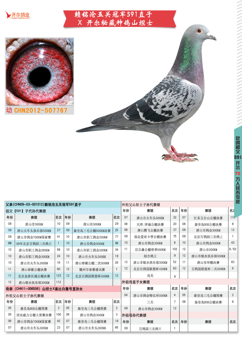 乐都信鸽最新公告