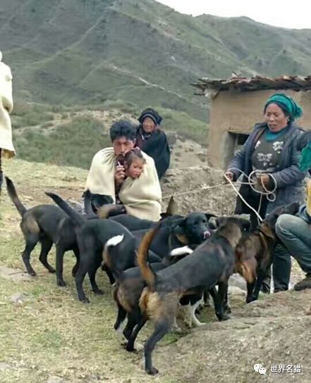 最新凉山猎犬打猎视频，时代的见证与精神的传承