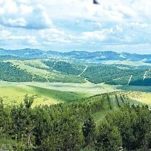 吉林省林业改革最新消息2024，绿色变革，激发自信与活力