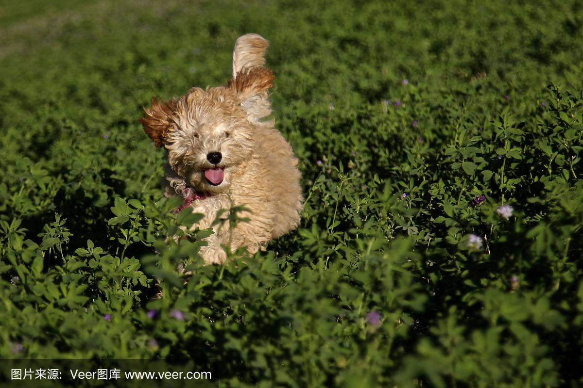 7777788888新版跑狗,实证分析详细枕_声学版81.514