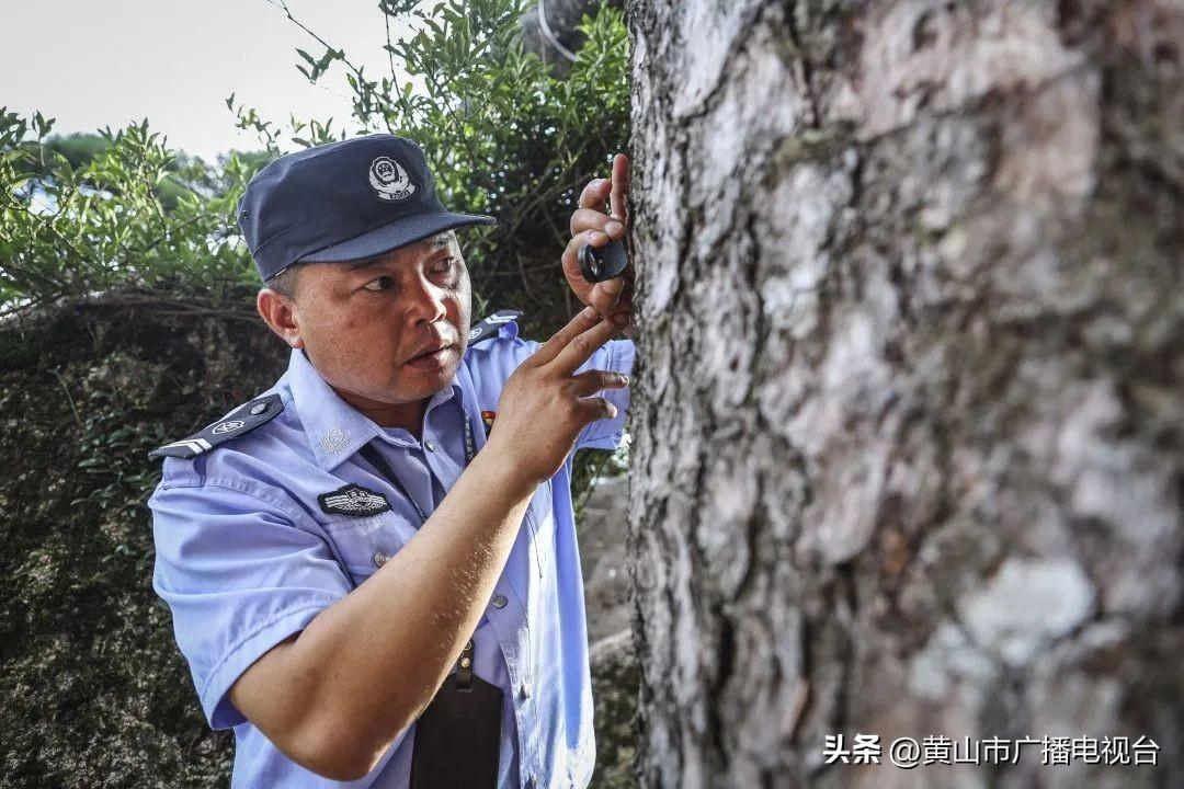 迎客松价格，一棵松，万千精神，无限可能