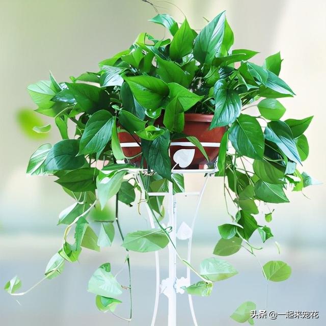 最新绿色植物推荐，打造绿色生活空间