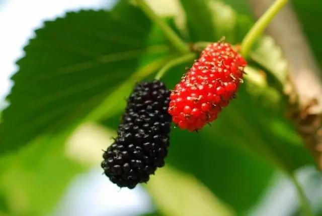 🍀桑葚几月份上市？吃货们快来了解桑葚的季节🍃