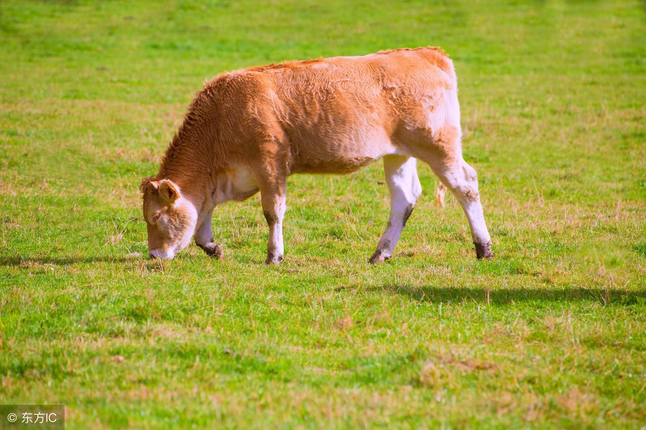 河南肉牛价格行情，一场与自然美景的旅行邂逅，寻找内心的平静
