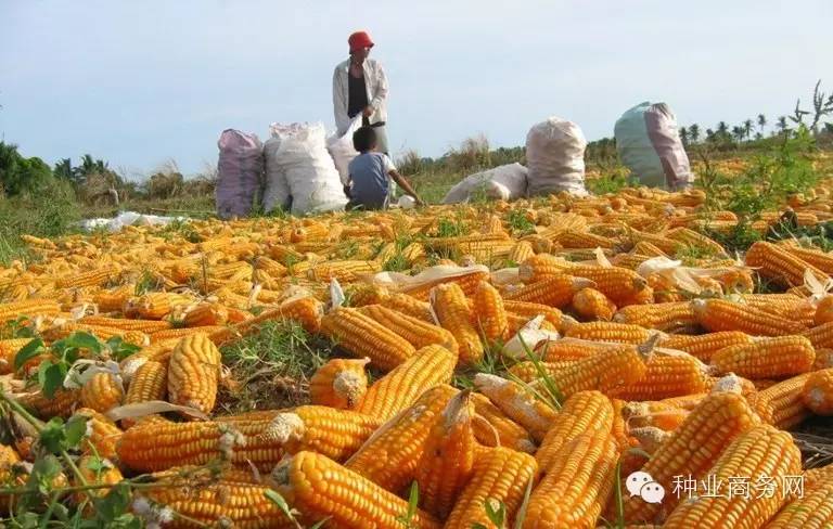 湖北玉米的秘密行情，小巷深处的玉米香