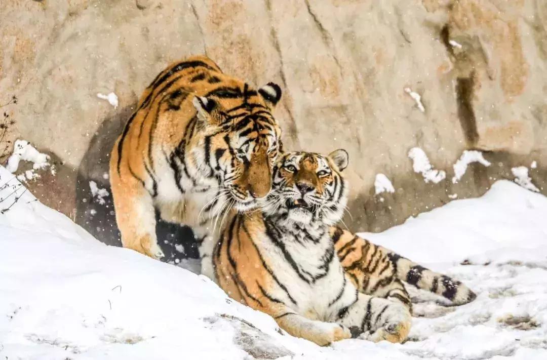 最新火锅外卖，一场自然美景的味蕾之旅，带你远离尘嚣，发现内心平静