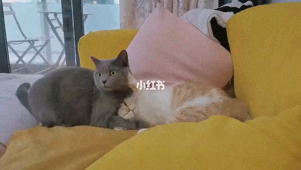 绿茶猫最新，温馨的日常趣事