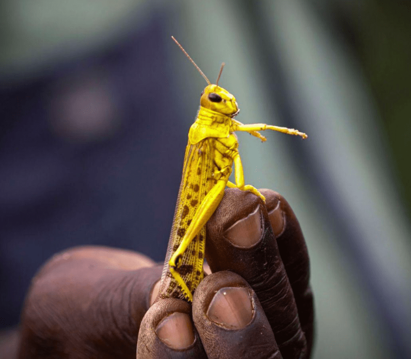 蝗虫最新图片——科技赋能，洞悉生命之美
