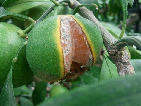 柑桔最新排名，探寻柑橘界的翘楚